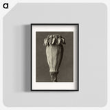 1-47_Karl-Blossfeldt_blk