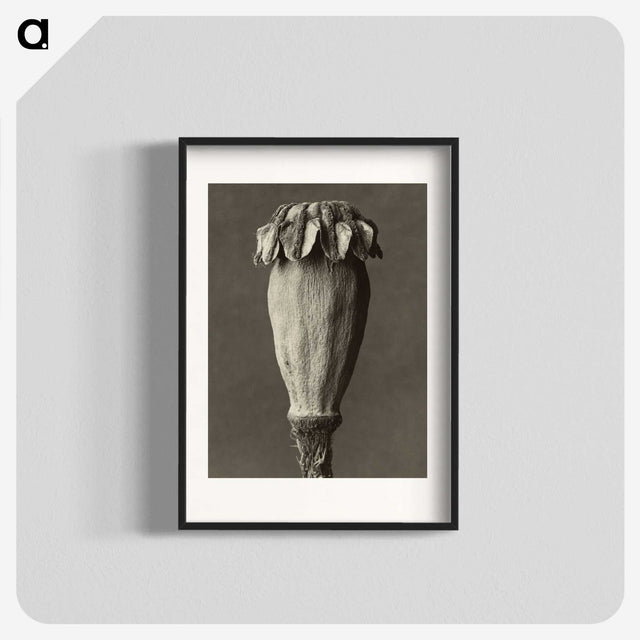 1-47_Karl-Blossfeldt_blk
