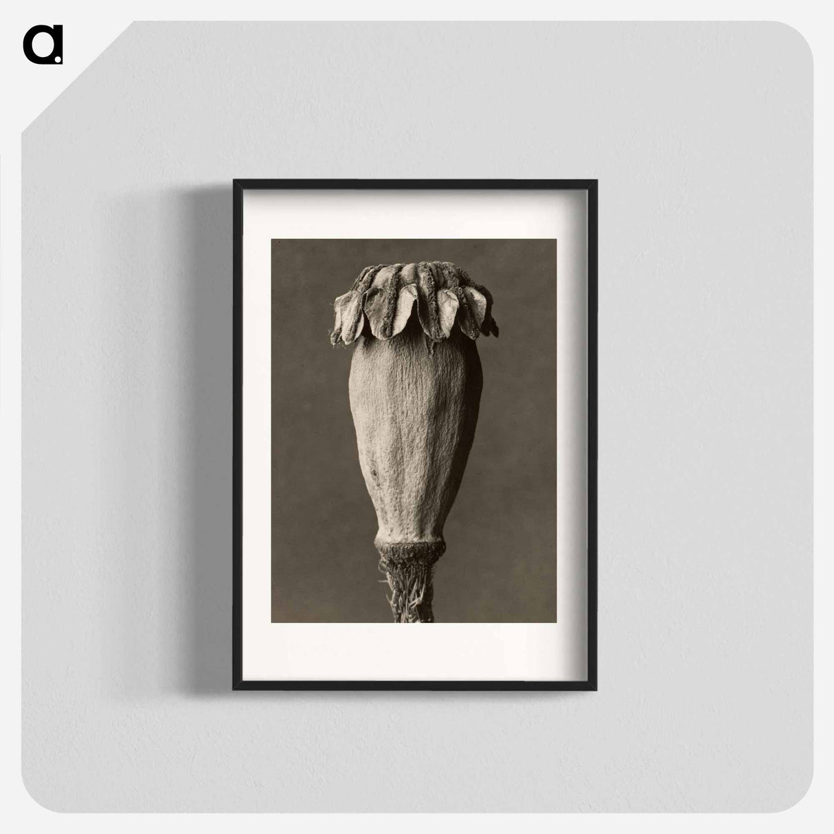 Papaver orientalis - Karl Blossfeldt Poster.
