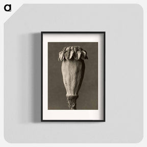 アートポスター-Papaver orientalis - カール ブロスフェルト Poster.