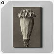 1-47_Karl-Blossfeldt_canvas