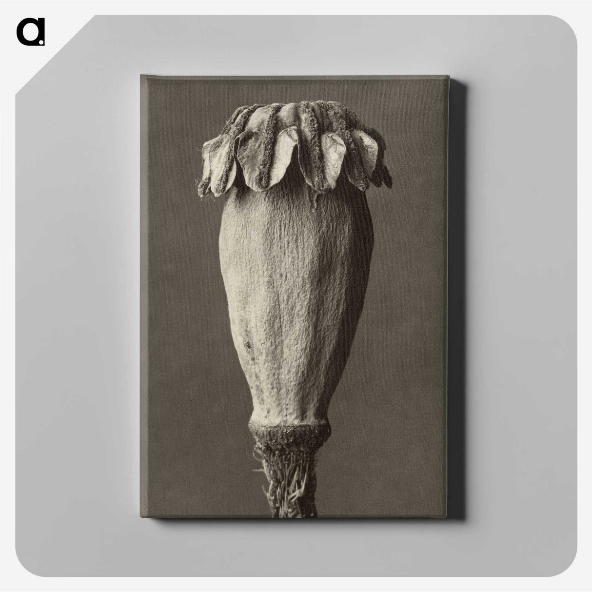 1-47_Karl-Blossfeldt_canvas