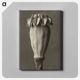 1-47_Karl-Blossfeldt_canvas