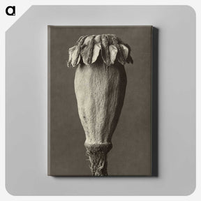 1-47_Karl-Blossfeldt_canvas