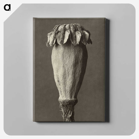 1-47_Karl-Blossfeldt_canvas