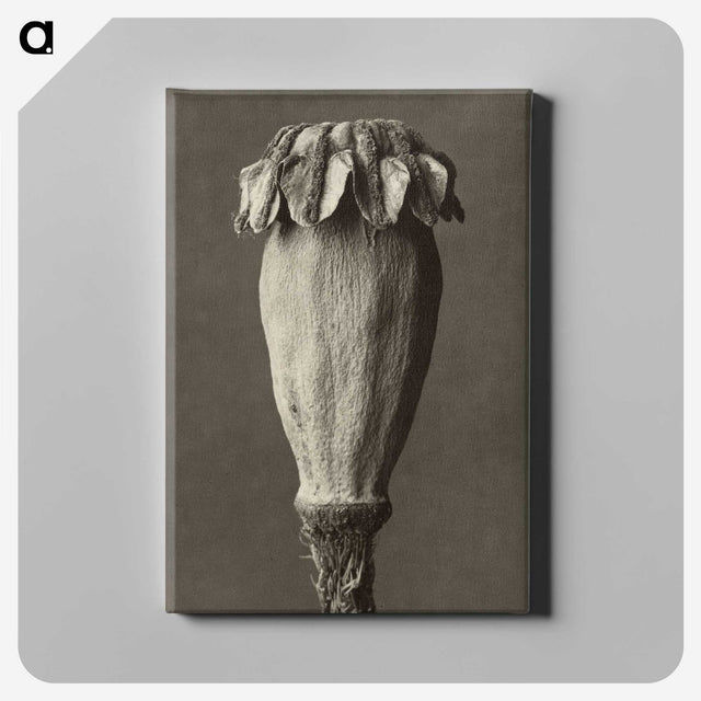1-47_Karl-Blossfeldt_canvas