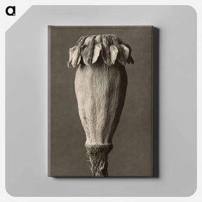 アートパネル-Papaver orientalis - カール ブロスフェルト Canvas.
