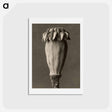アートポストカード-Papaver orientalis - カール ブロスフェルト Postcard.