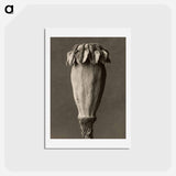 アートポストカード-Papaver orientalis - カール ブロスフェルト Postcard.
