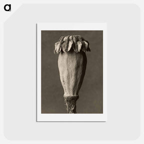 アートポストカード-Papaver orientalis - カール ブロスフェルト Postcard.