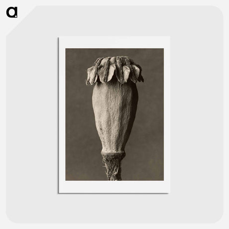 アートポストカード-Papaver orientalis - カール ブロスフェルト Postcard.