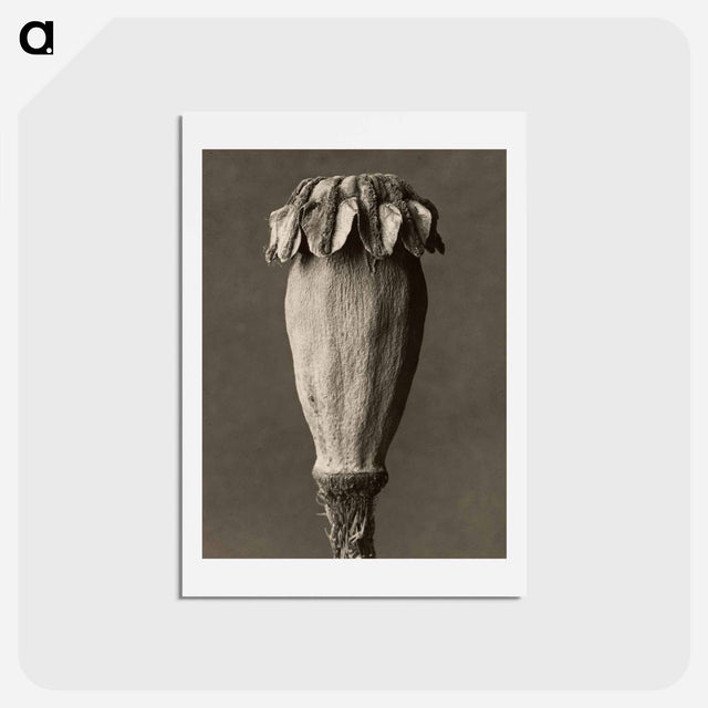 アートポストカード-Papaver orientalis - カール ブロスフェルト Postcard.