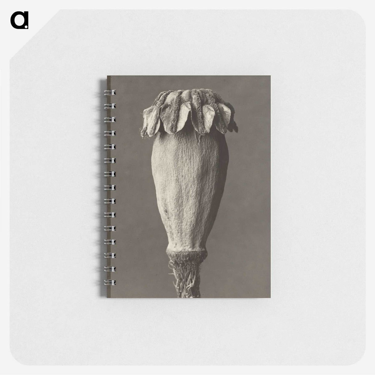 1-47_Karl-Blossfeldt_memo
