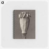 1-47_Karl-Blossfeldt_memo