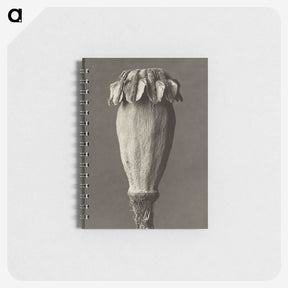 1-47_Karl-Blossfeldt_memo