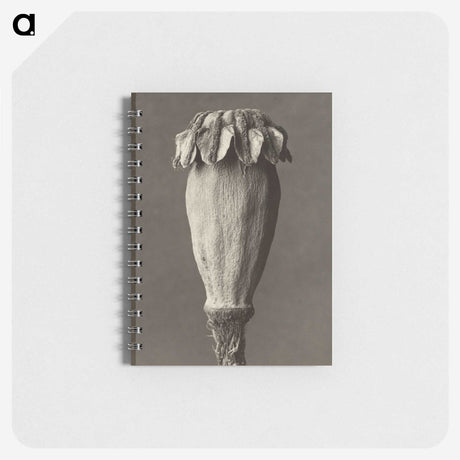 1-47_Karl-Blossfeldt_memo