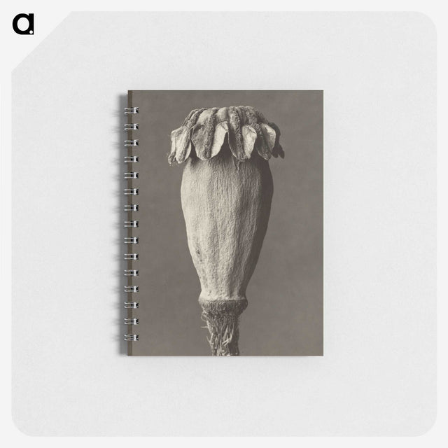 1-47_Karl-Blossfeldt_memo