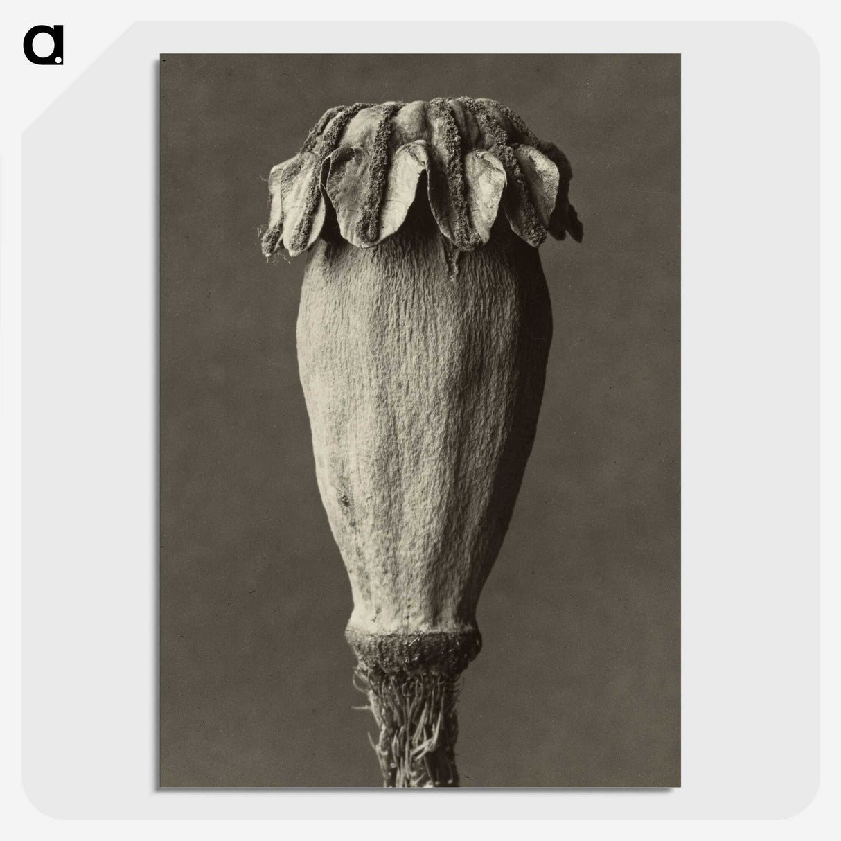 1-47_Karl-Blossfeldt_picture-crop