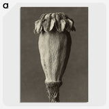 1-47_Karl-Blossfeldt_picture-crop