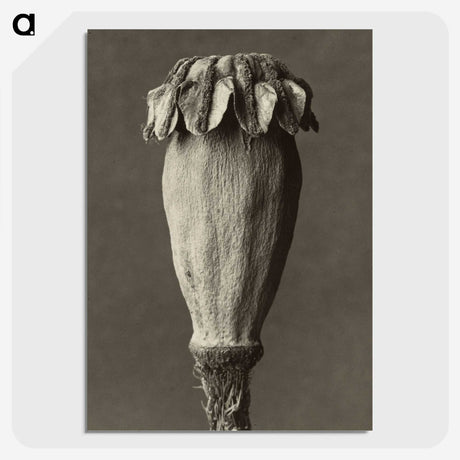 1-47_Karl-Blossfeldt_picture-crop