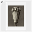 1-47_Karl-Blossfeldt_picture