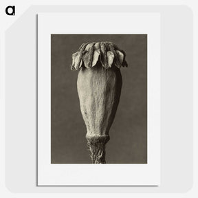 1-47_Karl-Blossfeldt_picture