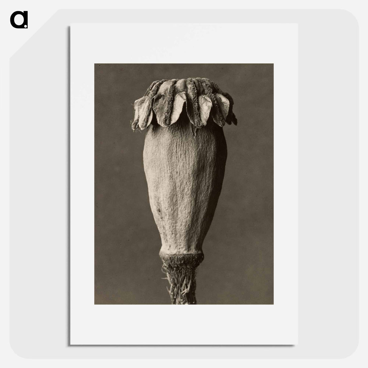 Papaver orientalis - Karl Blossfeldt Poster.