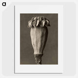 Papaver orientalis - Karl Blossfeldt Poster.