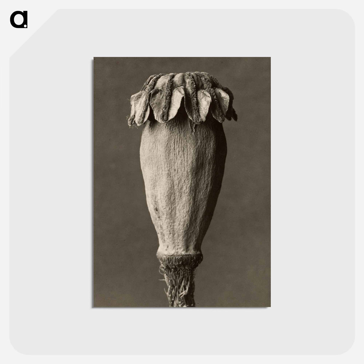 アートポストカード-Papaver orientalis - カール ブロスフェルト Postcard.