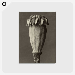 1-47_Karl-Blossfeldt_postcard