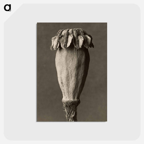 アートポストカード-Papaver orientalis - カール ブロスフェルト Postcard.
