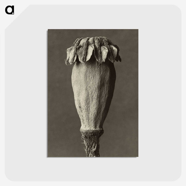 1-47_Karl-Blossfeldt_postcard