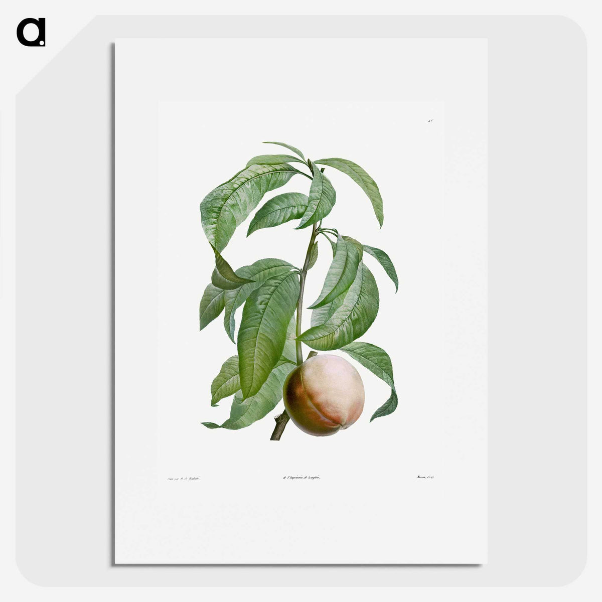 1-47_La-Botanique_picture