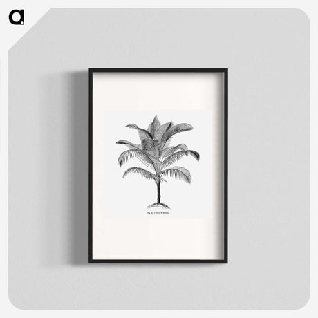 1-47_Les-Palmiers-Histoire-Iconographique_blk