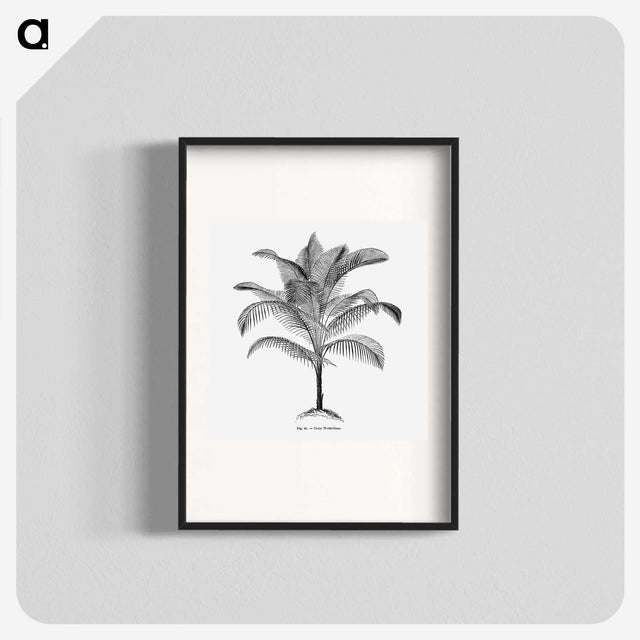 1-47_Les-Palmiers-Histoire-Iconographique_blk