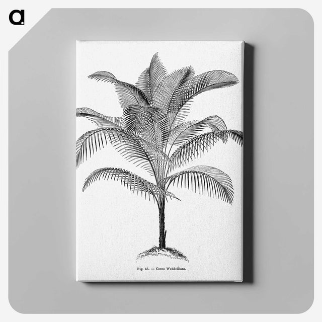 1-47_Les-Palmiers-Histoire-Iconographique_canvas