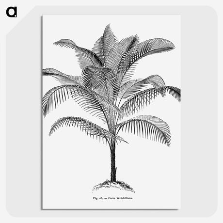 1-47_Les-Palmiers-Histoire-Iconographique_picture-crop