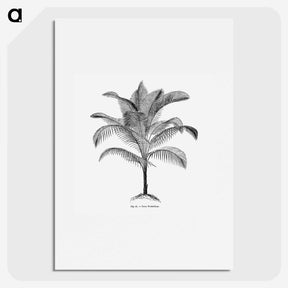 1-47_Les-Palmiers-Histoire-Iconographique_picture