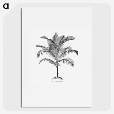 1-47_Les-Palmiers-Histoire-Iconographique_picture