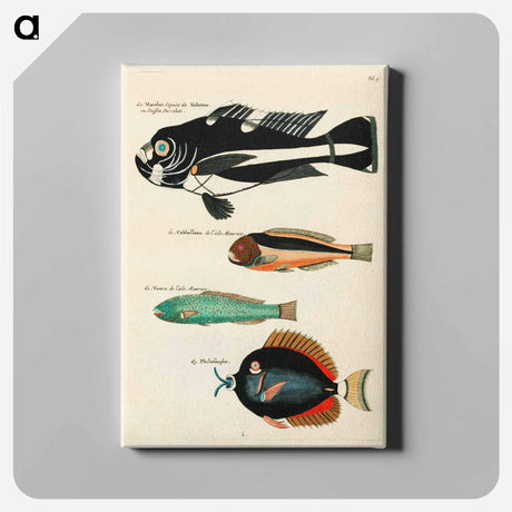 アートパネル-Moluccan Fishes
 - ルイ ルナール Canvas.