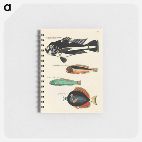 アートメモ帳-Moluccan Fishes
 - ルイ ルナール Memo.