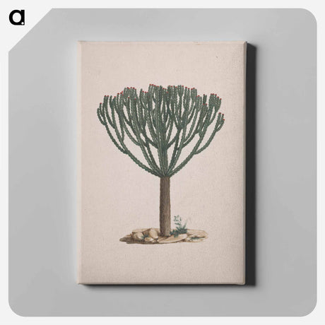 アートパネル-Euphorbia abyssinica
 - ルイージ バルガーニ Canvas.