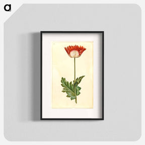 アートポスター-Papaver somniferum
 - マリア ジビーラ メーリアン Poster.