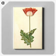 1-47_Maria-Sibylla-Merian_canvas