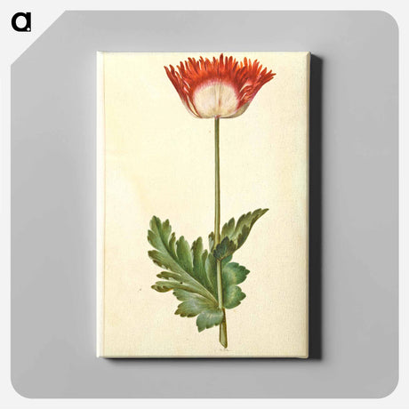 アートパネル-Papaver somniferum
 - マリア ジビーラ メーリアン Canvas.