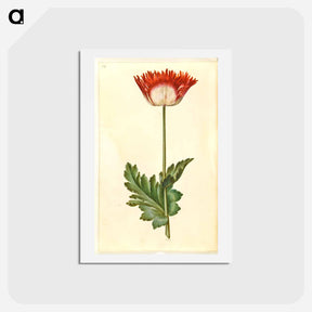 アートポストカード-Papaver somniferum
 - マリア ジビーラ メーリアン Postcard.