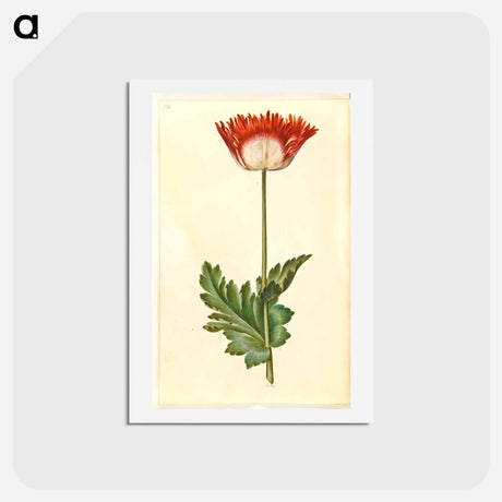 アートポストカード-Papaver somniferum
 - マリア ジビーラ メーリアン Postcard.