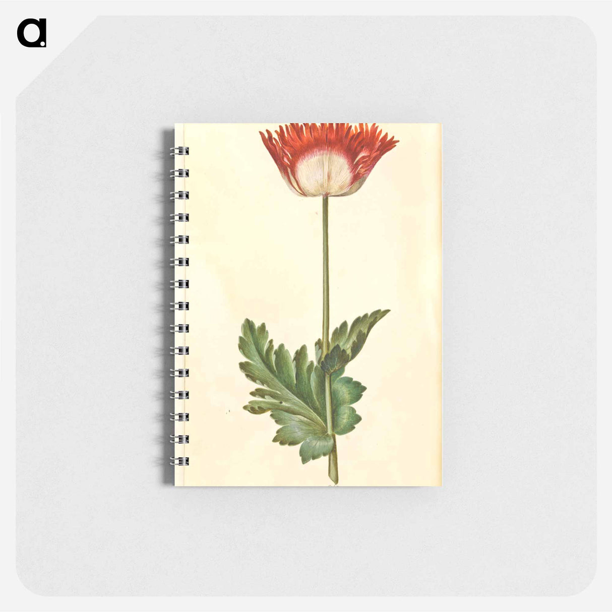 アートメモ帳-Papaver somniferum
 - マリア ジビーラ メーリアン Memo.