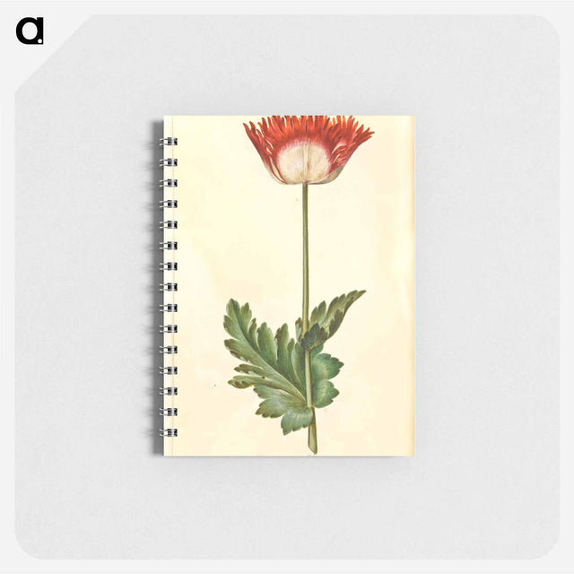 アートメモ帳-Papaver somniferum
 - マリア ジビーラ メーリアン Memo.