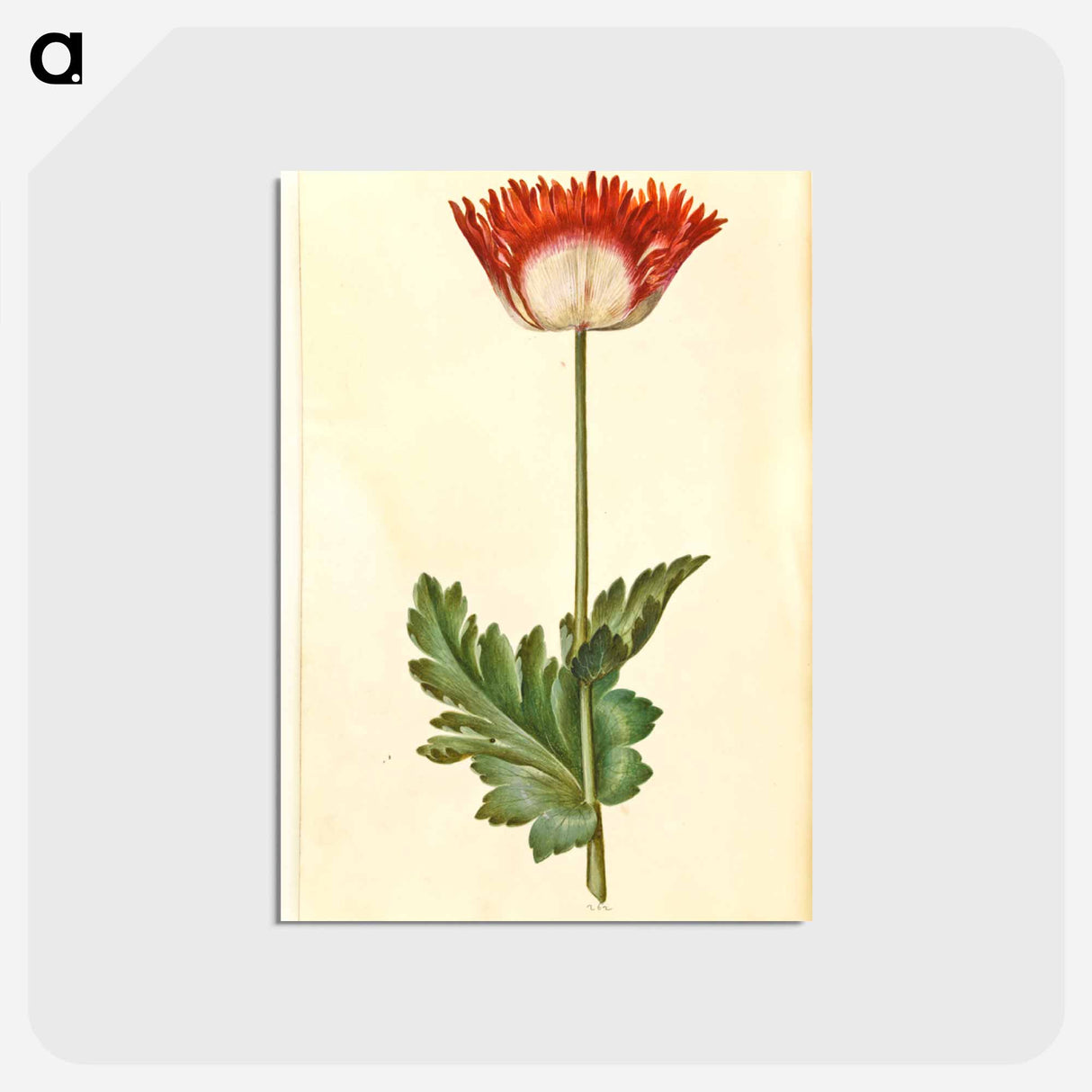 アートポストカード-Papaver somniferum
 - マリア ジビーラ メーリアン Postcard.